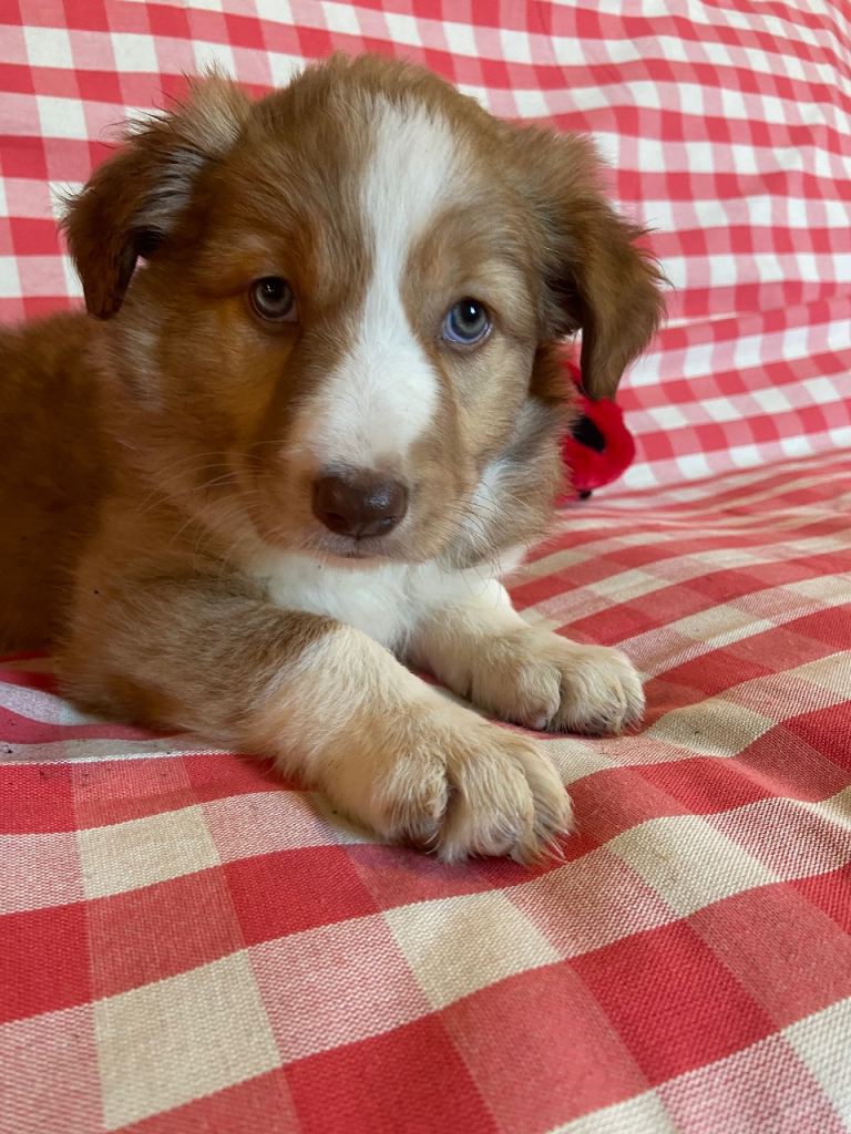 Border collie puppies 