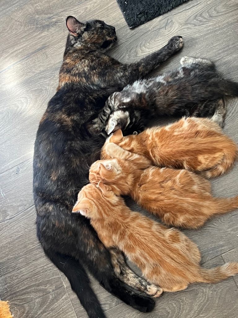 4 playful kittens 