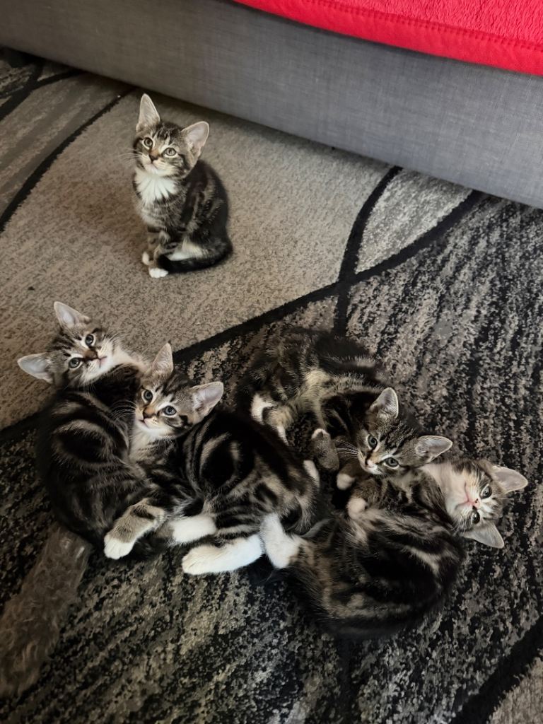 Kittens