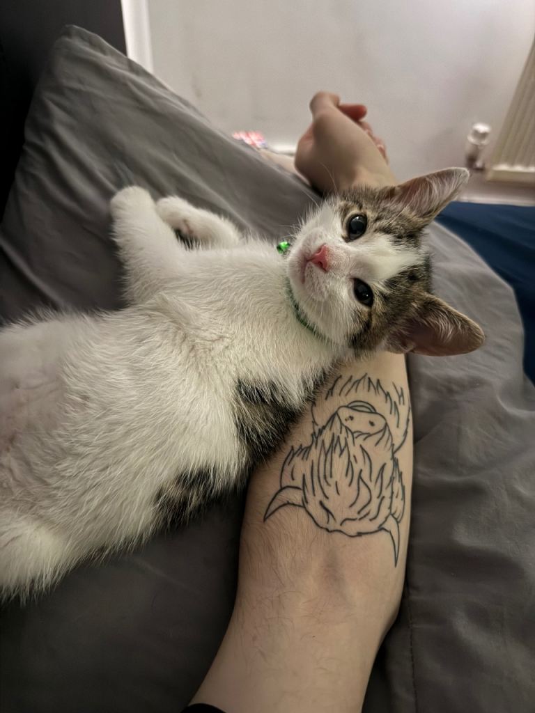Kitten for sale