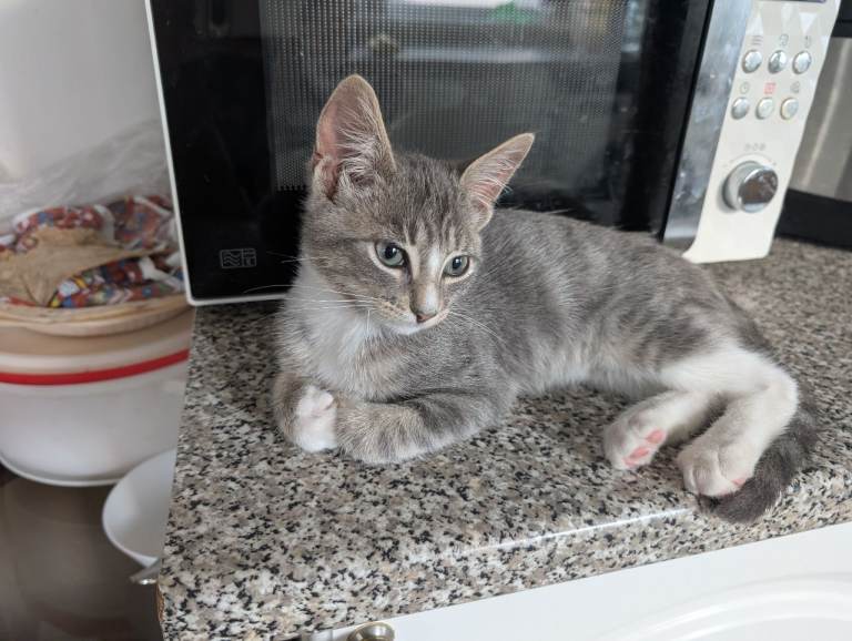 🐾 Gorgeous Grey & White Kittens - 50£🐾