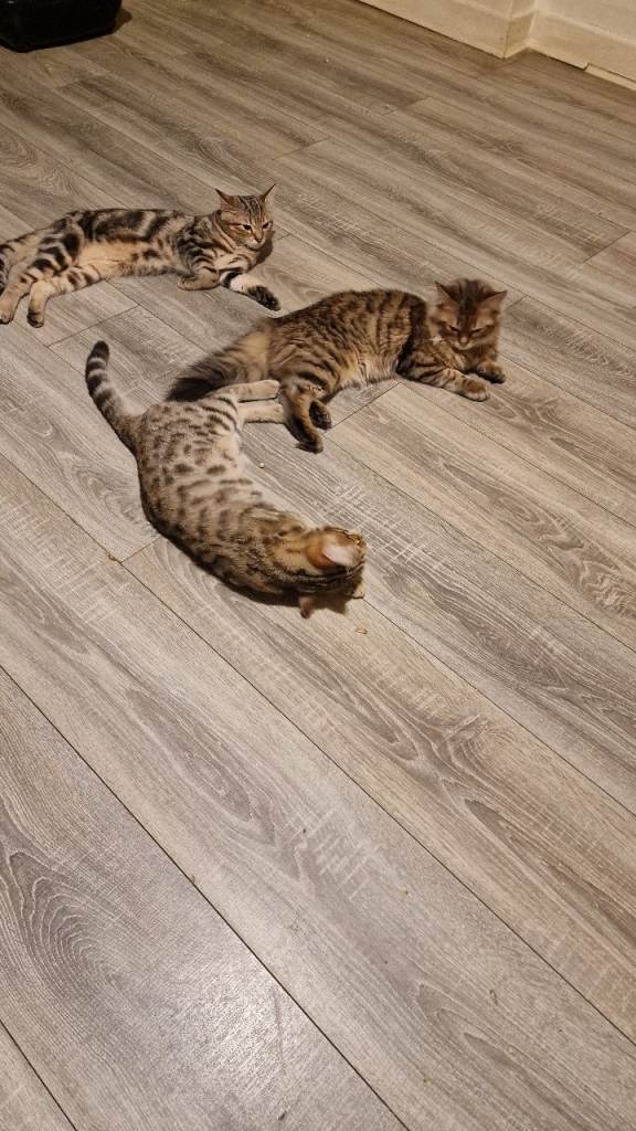 4 half bengal/ragdoll kittens
