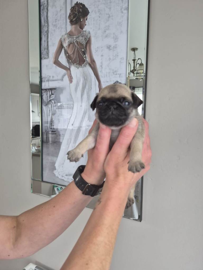 Pug puppy 
