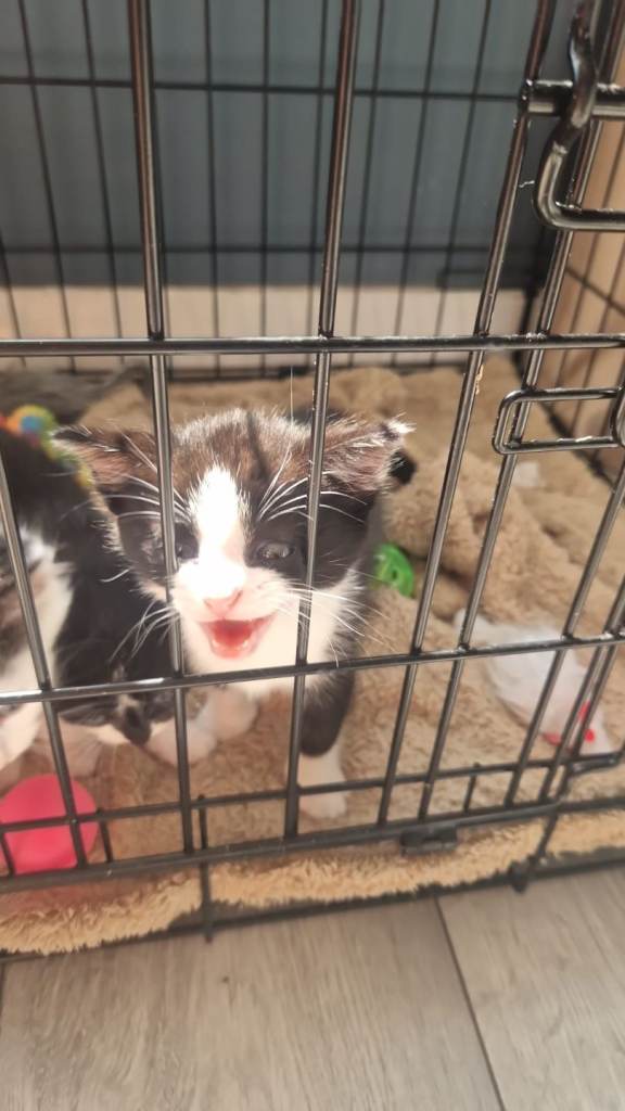 Kittens 