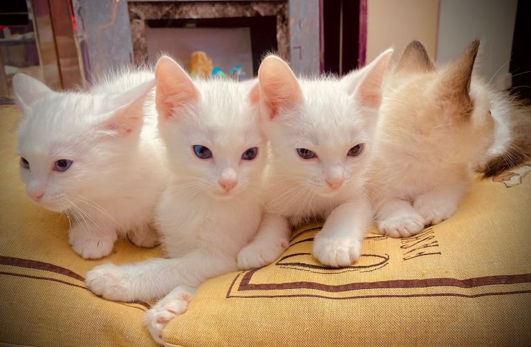 Ragdol kitten 