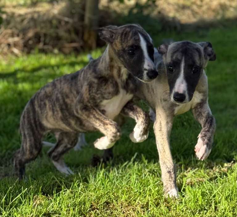 Stunning Whippet puppies 