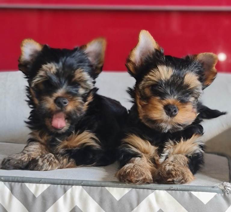 Beautiful miniature Yorkshire Terrier Puppies