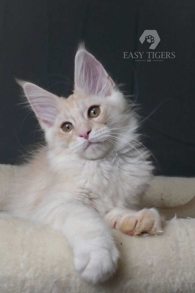 Beautiful boy Tica registered 