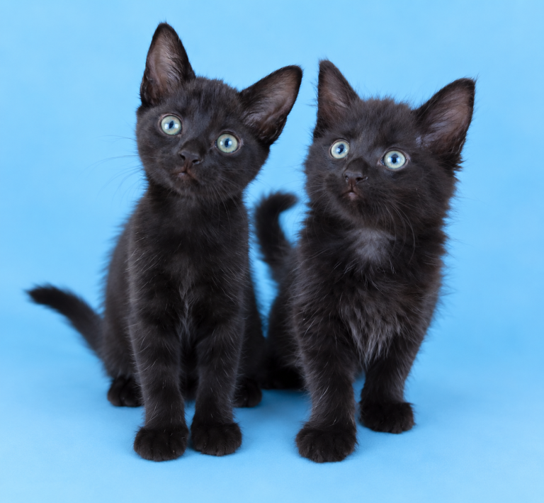 Black kittens 