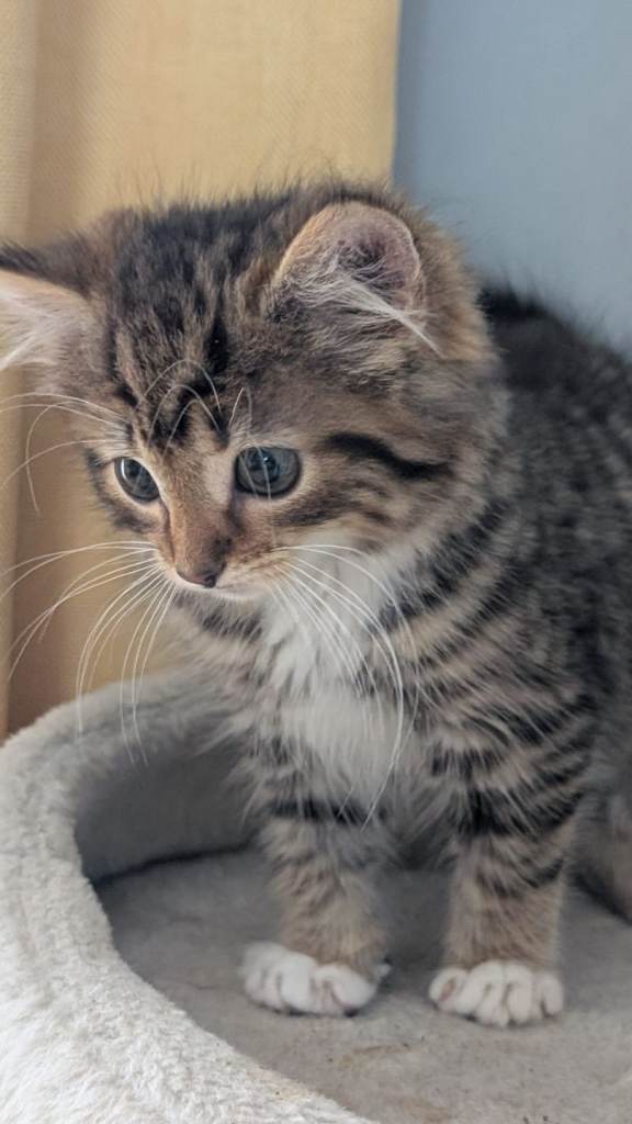 Female kitten ready to leave