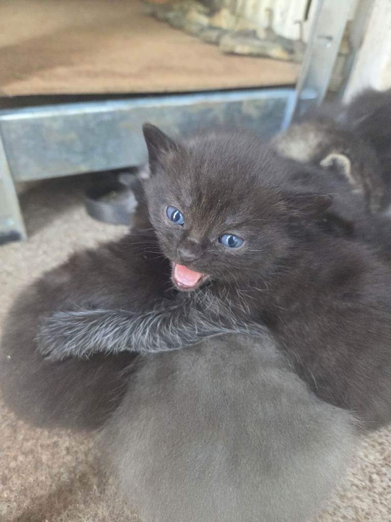 Kittens 