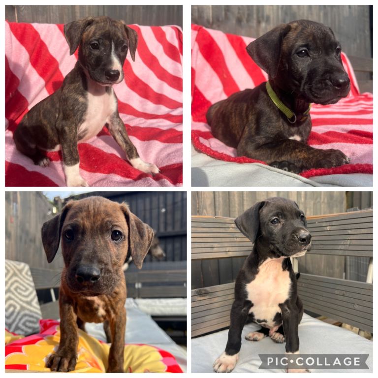 * 8 WEEKS OLD, READY TO LEAVE * Rhodesian Ridgeback x Bull Lurcher Puppies