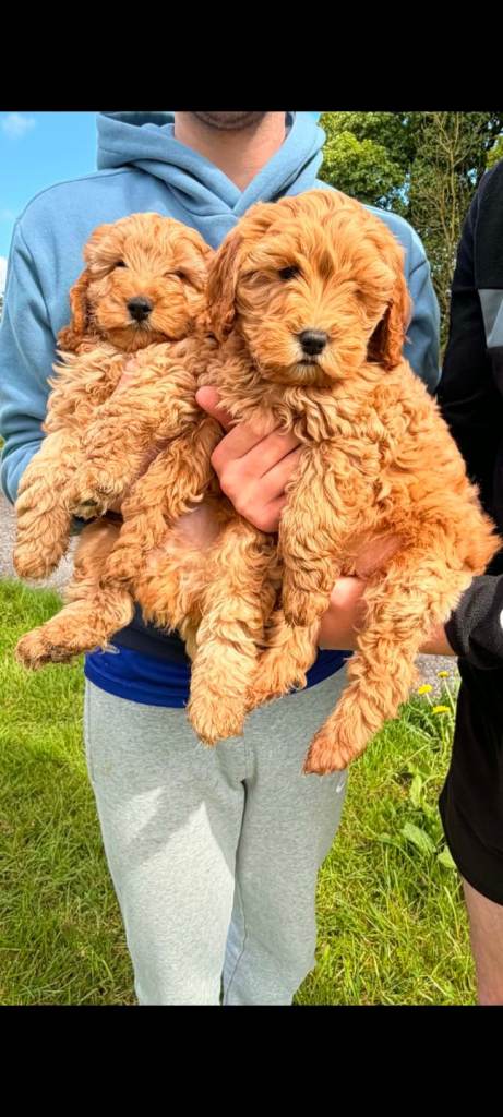 F1b cockapoo  