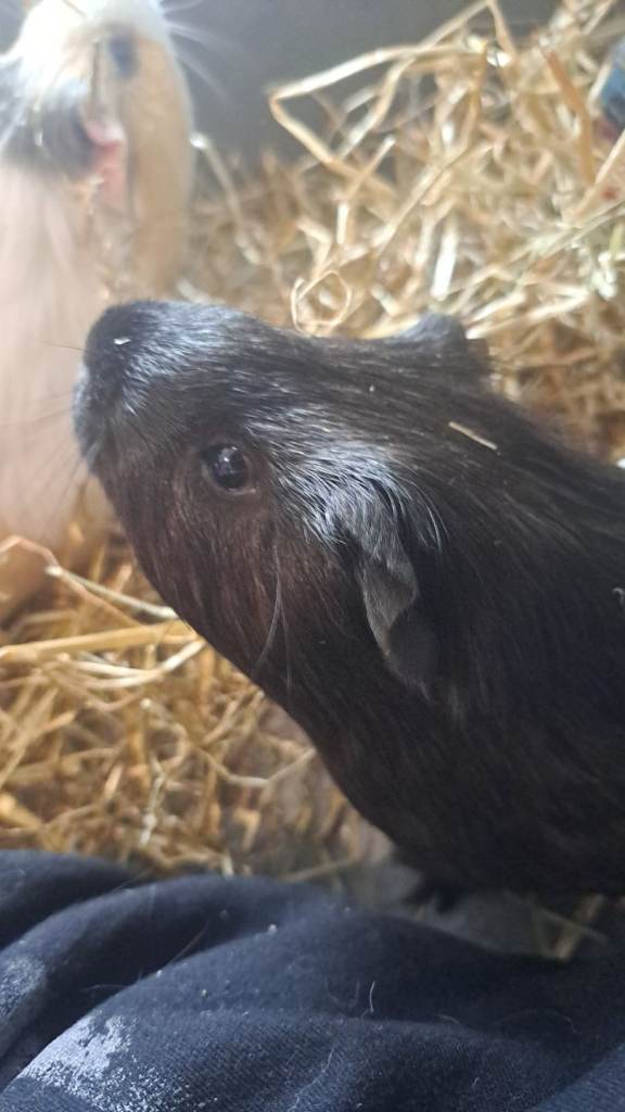 2 male Guinea pigs 