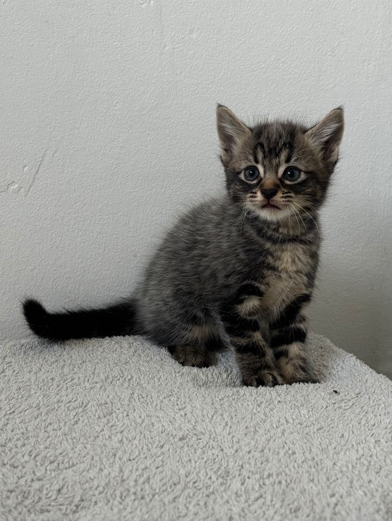 Beautiful kittens 