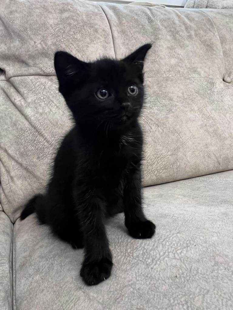 Adorable black kittens 