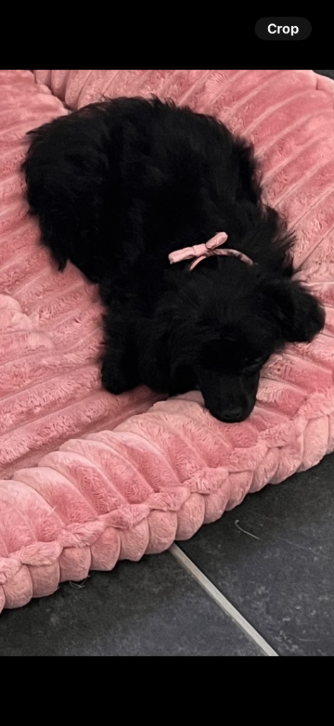 Toy poodle female 
