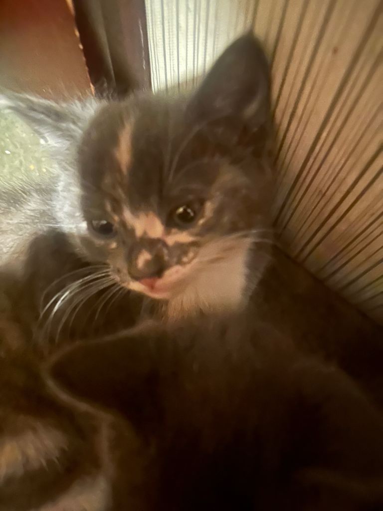 Kittens for sale 