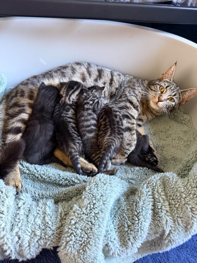 Adorable kittens. Mum is Siberian Bengal x Maine Coone
