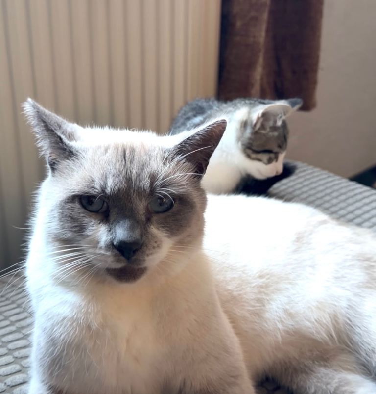 Male ragdoll Siamese X