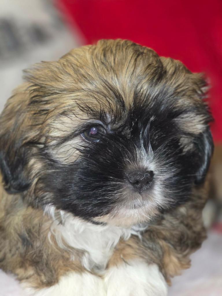 Adorable Shih Apso Puppies!