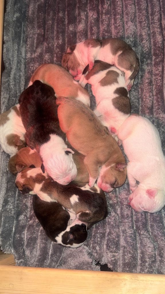 American bulldog cross mastiff