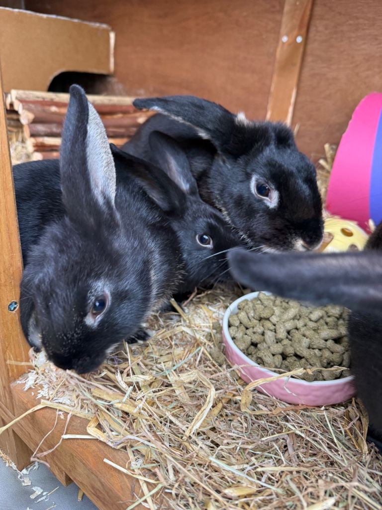 3 male bunnies Avilable 