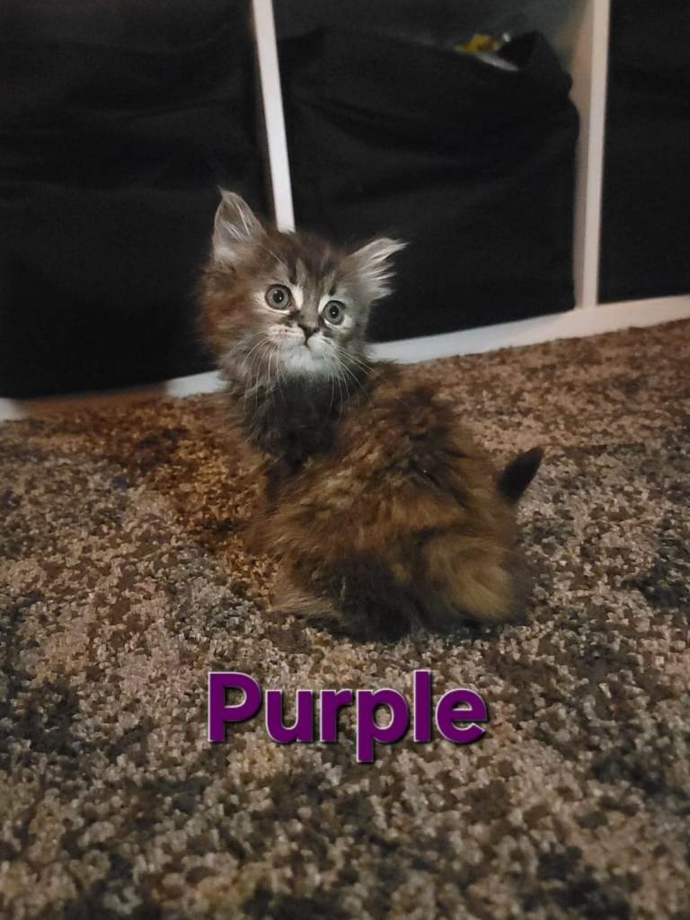 Beautiful Ragdoll x Maine Coon Kittens – Ready Now
