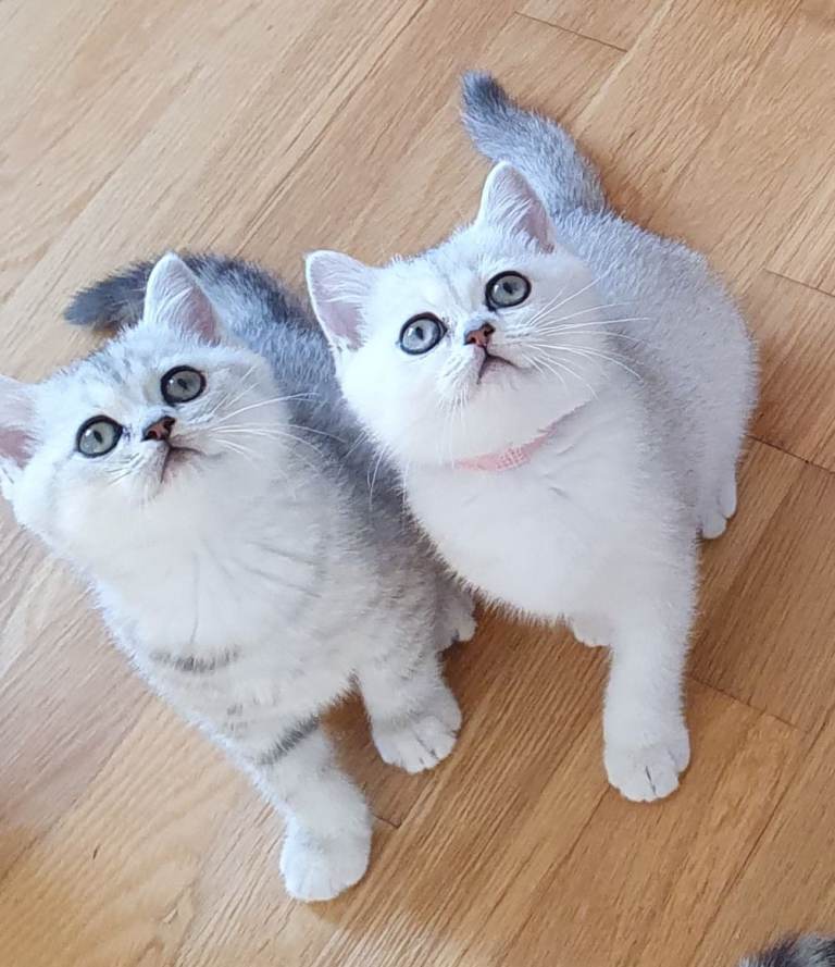 ✨ British Shorthair Silver‑Shaded Chinchilla Kittens – Stunning, Healthy & Family‑Raised ✨