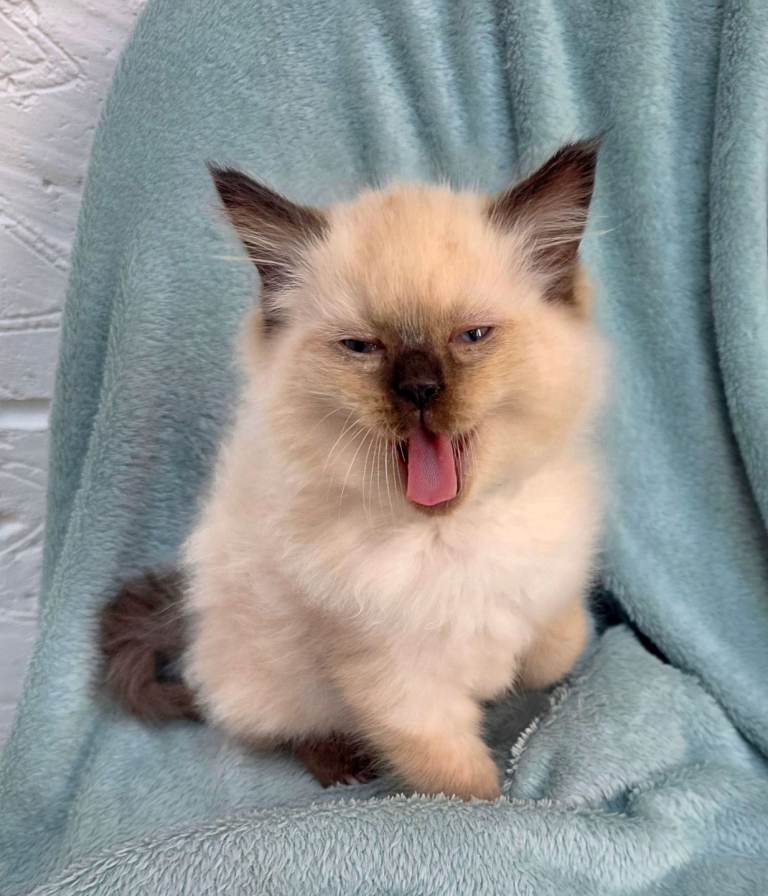 One male Ragdoll kitten.