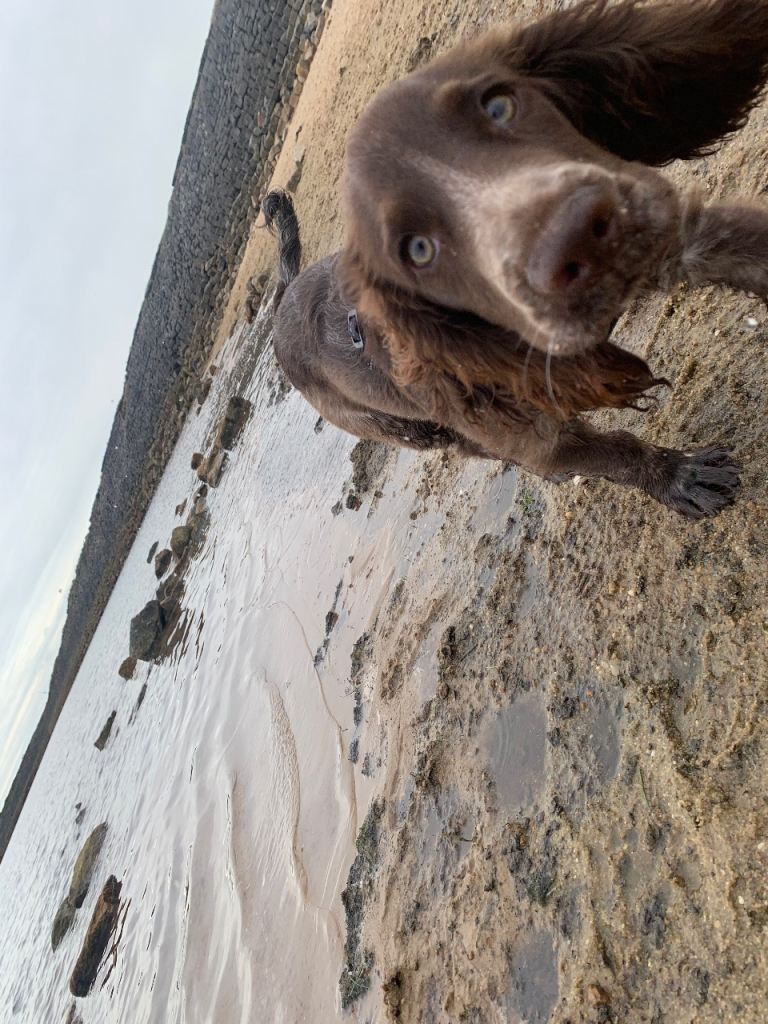 Springer spaniel pedigree 