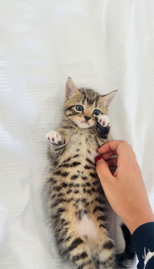 Beautiful kittens for sale (2 left)