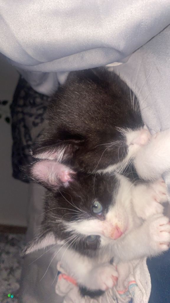 kittens!