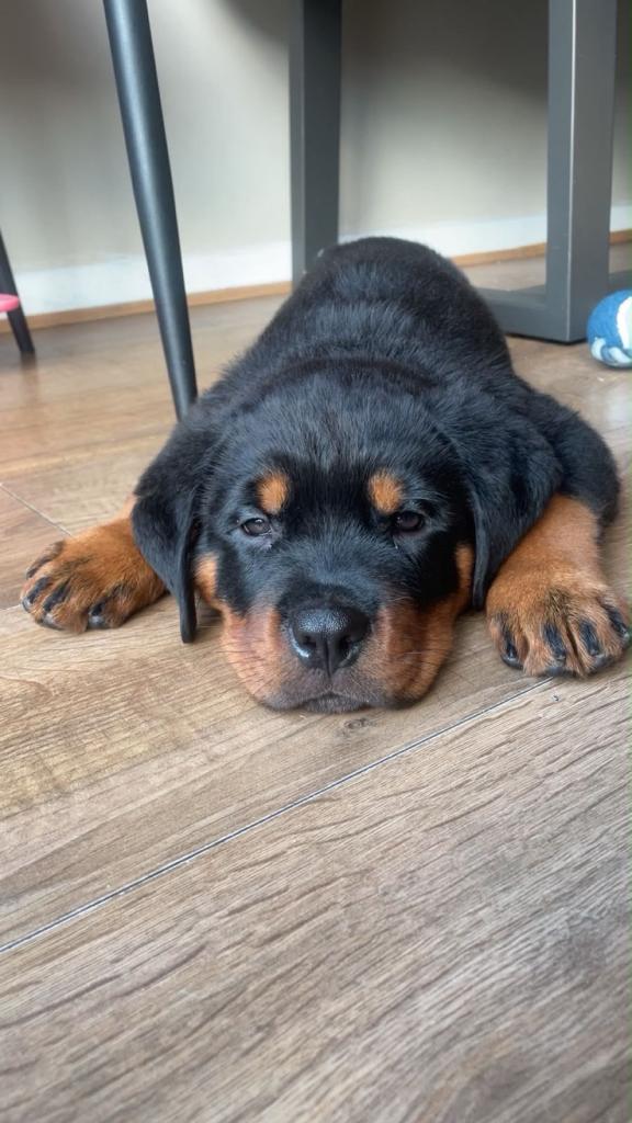 Rottweiler puppy