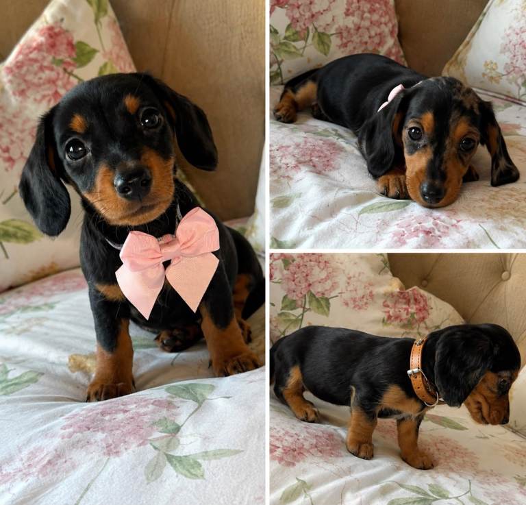 Dutch hound puppies 