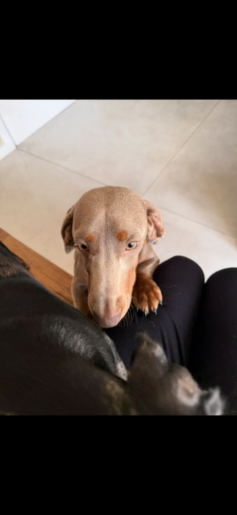 Dachshund (Sausage dogs) x 2 
