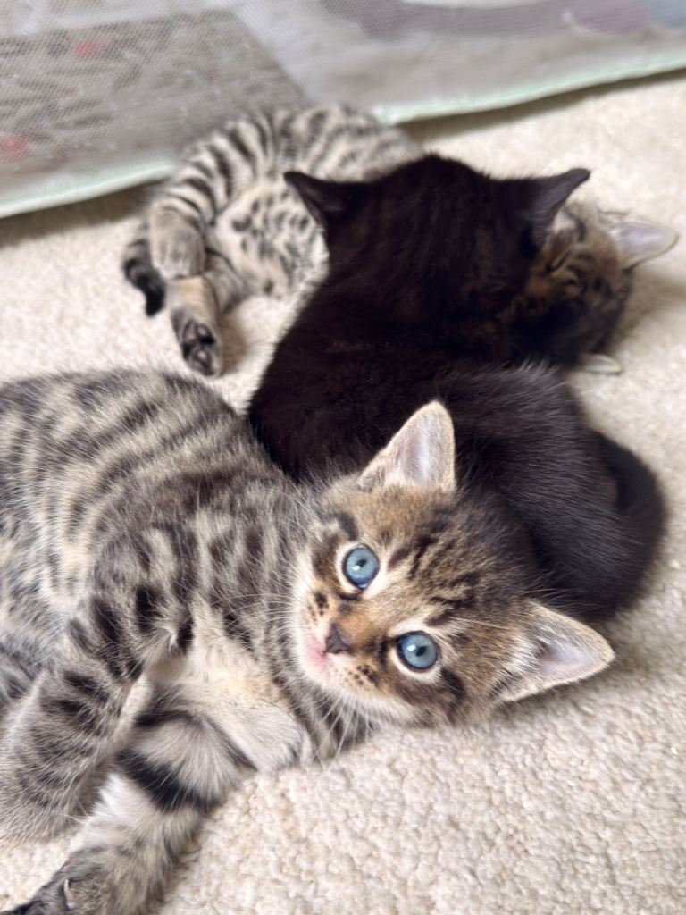 Adorable Kittens for Sale