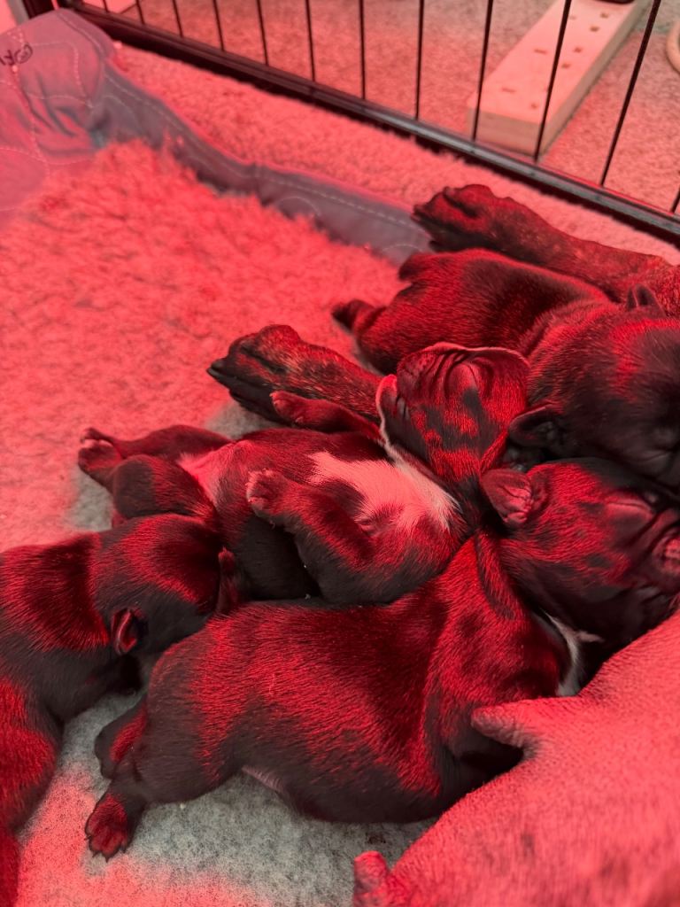 French Bulldog puppies 