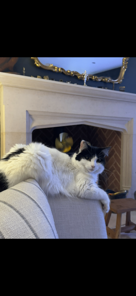 Beautiful long haired cat