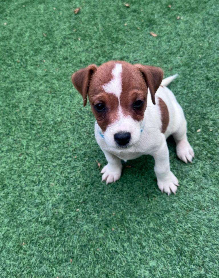 Jack Russel boy puppy 