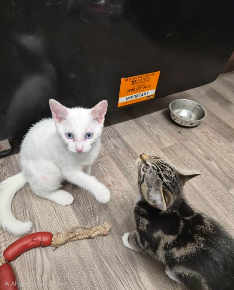 2 adorable kittens