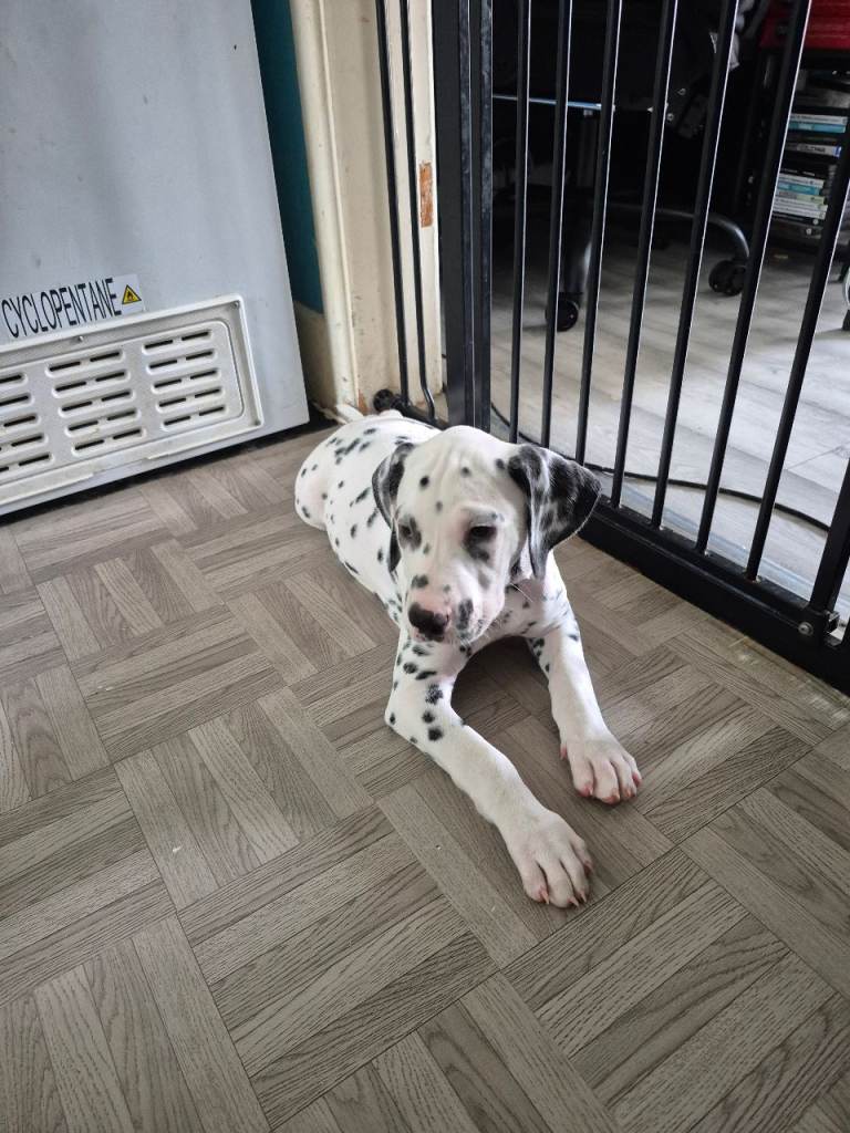 Dalmatian puppies
