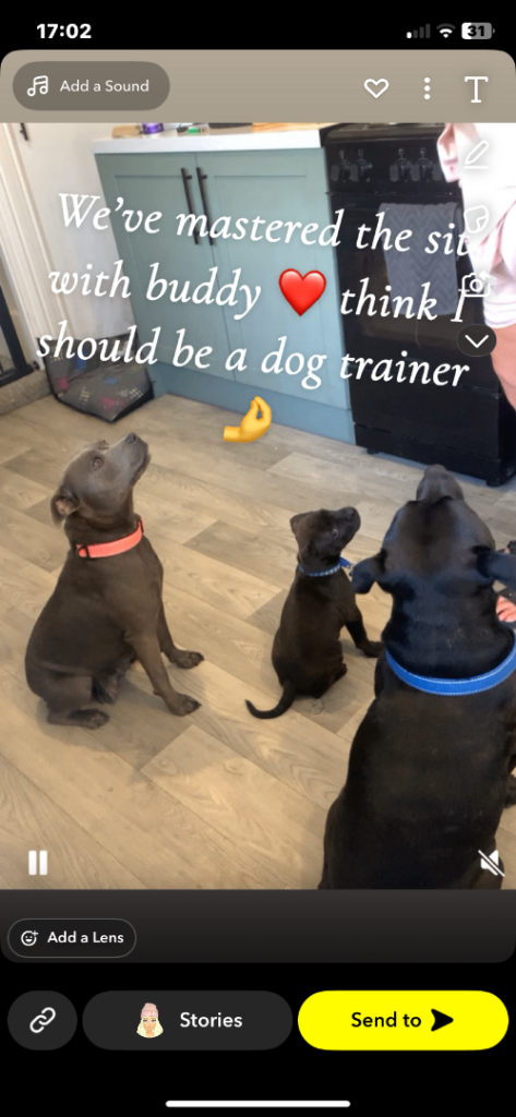 Staff puppy ready to go 