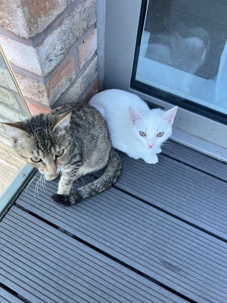 Gorgeous BSH White Kitten and Tabby