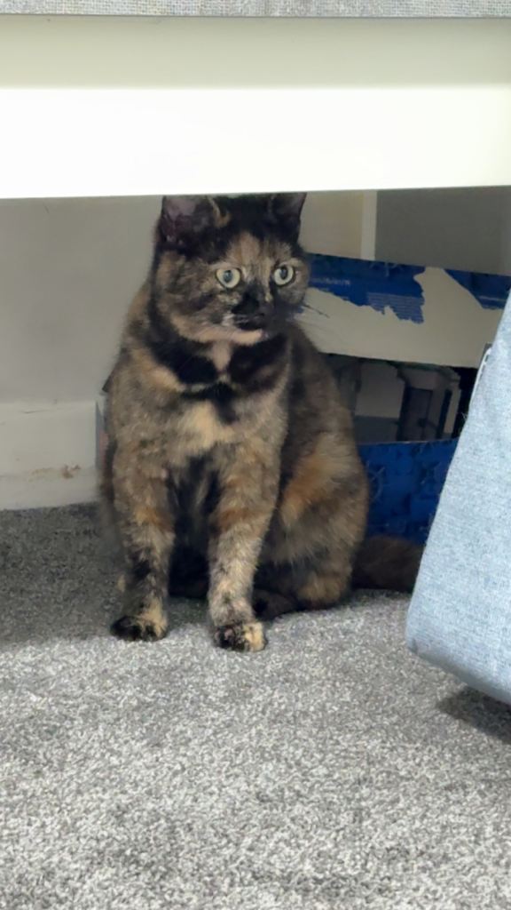 Mix breeds British shorthair and ragdoll 