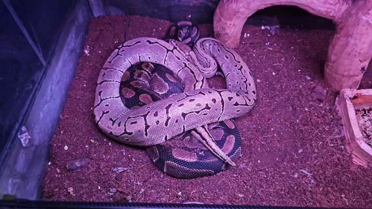 Pair of Adult breeding Royal Pythons