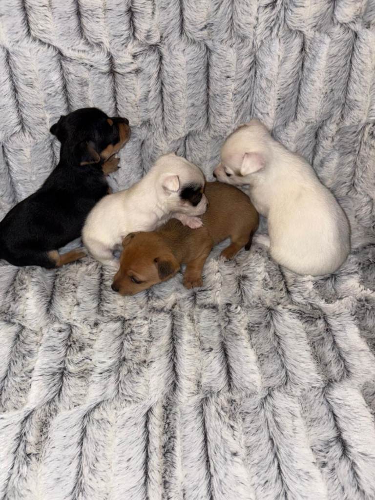Jack Russell puppies 