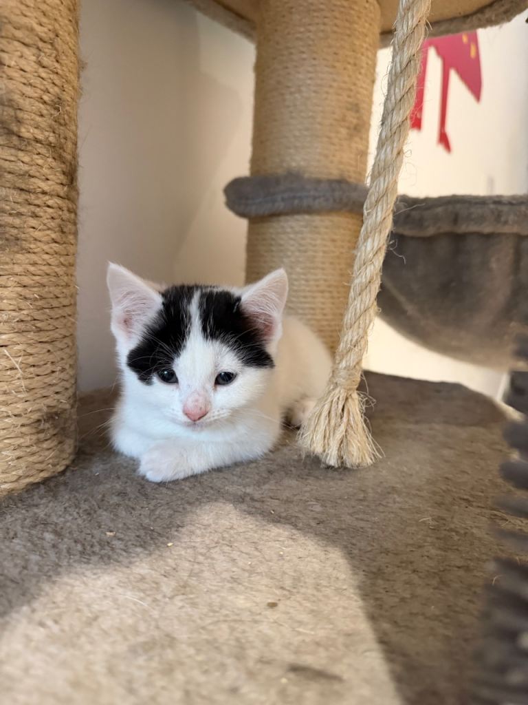 Kittens READY 