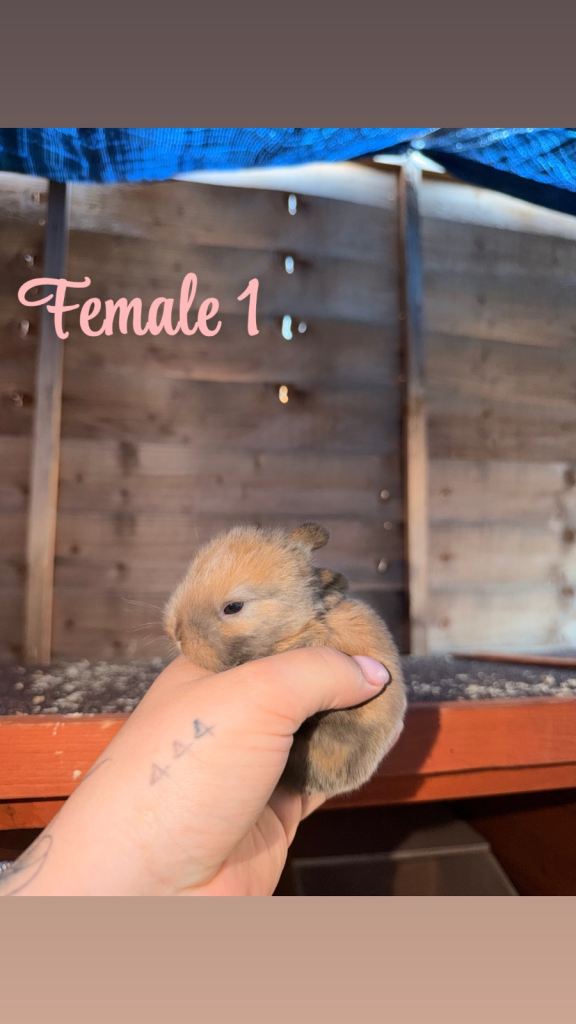 Mini lop bunnies for sale 