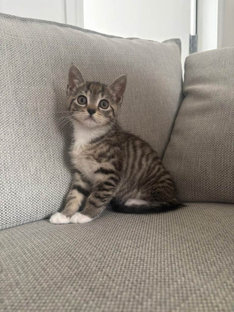 Female Bengal mix Kitten
